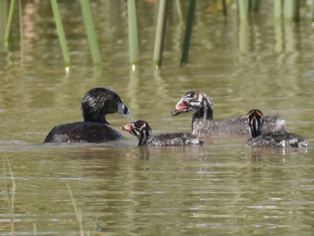 �I�r�n�V�J�C�c�u�� (Podilymbus podiceps)