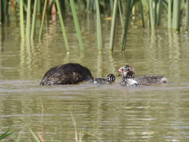 �I�r�n�V�J�C�c�u�� (Podilymbus podiceps)