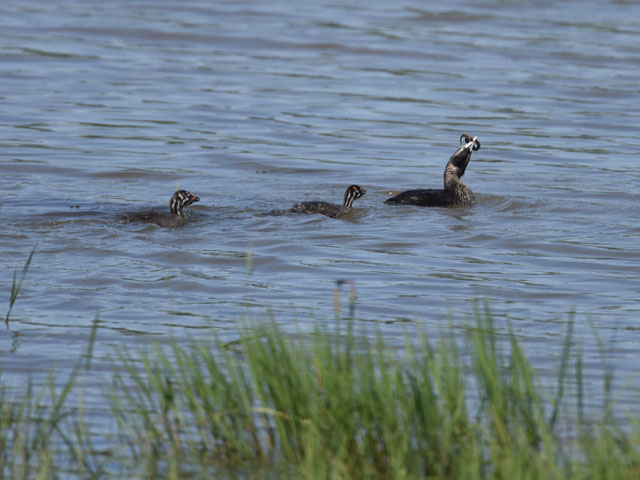 �I�r�n�V�J�C�c�u�� (Podilymbus podiceps)