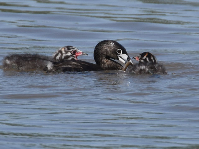 �I�r�n�V�J�C�c�u�� (Podilymbus podiceps)