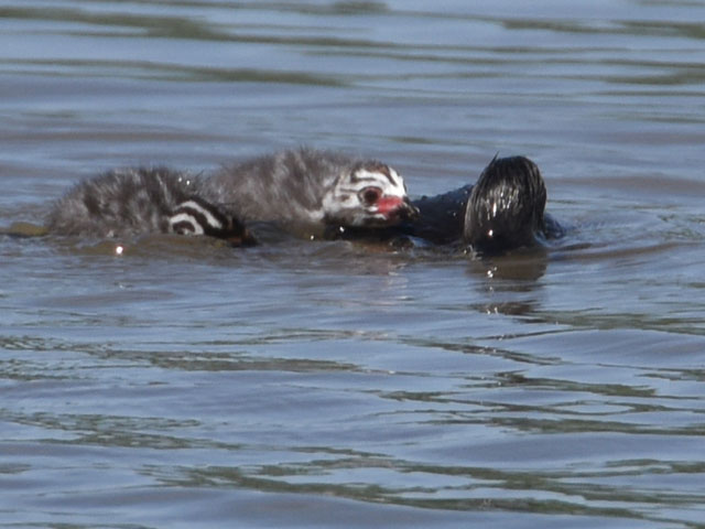 �I�r�n�V�J�C�c�u�� (Podilymbus podiceps)