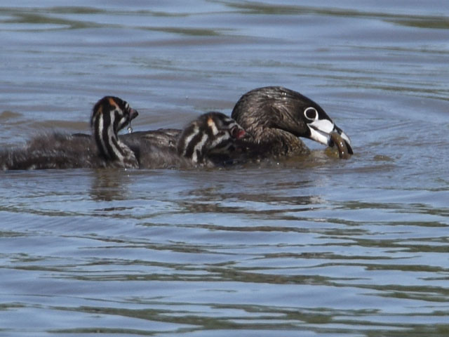 �I�r�n�V�J�C�c�u�� (Podilymbus podiceps)