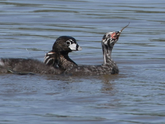 �I�r�n�V�J�C�c�u�� (Podilymbus podiceps)