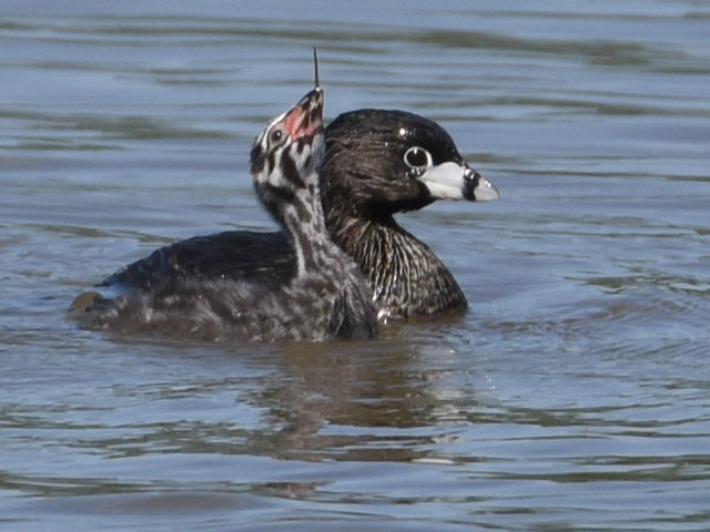 �I�r�n�V�J�C�c�u�� (Podilymbus podiceps)