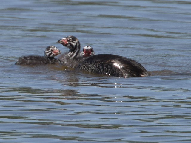 �I�r�n�V�J�C�c�u�� (Podilymbus podiceps)