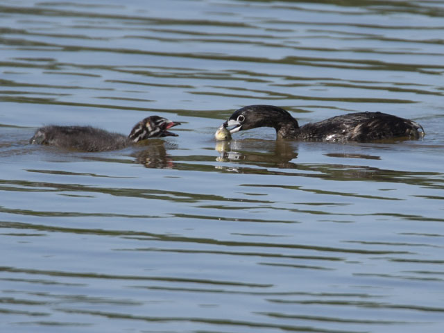 �I�r�n�V�J�C�c�u�� (Podilymbus podiceps)
