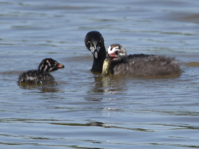 �V���X�W�q���L�c�c�L (Picumnus cirratus)