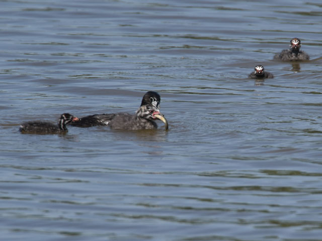 �I�r�n�V�J�C�c�u�� (Podilymbus podiceps)
