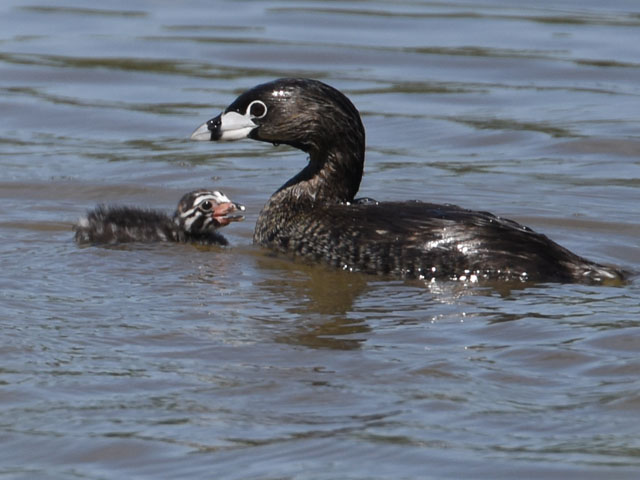 �I�r�n�V�J�C�c�u�� (Podilymbus podiceps)