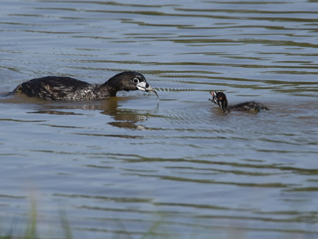�I�r�n�V�J�C�c�u�� (Podilymbus podiceps)