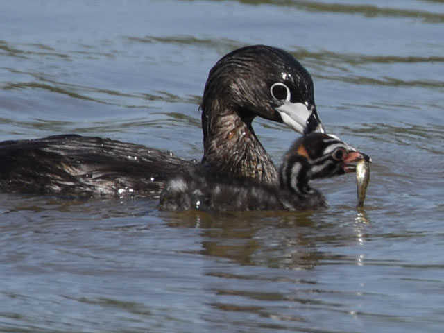 �I�r�n�V�J�C�c�u�� (Podilymbus podiceps)