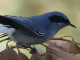 ミミグロブユムシクイ (Polioptila dumicola)