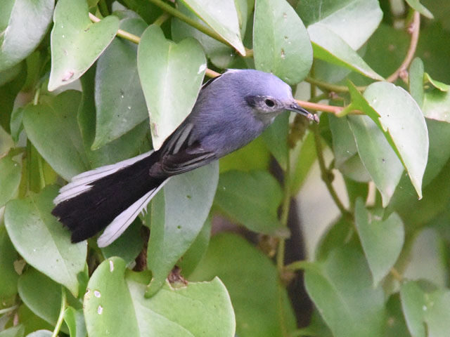 �~�~�O���u�����V�N�C (Polioptila dumicola)
