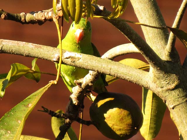 �L�J�^�C���R, Brotogeris chiriri