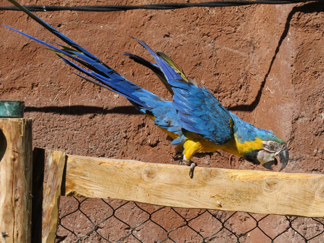 �����R���S�E�C���R, Ara ararauna