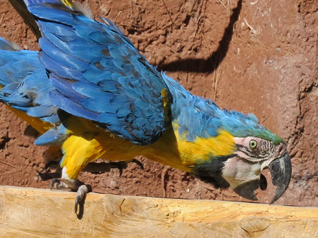 �����R���S�E�C���R, Ara ararauna