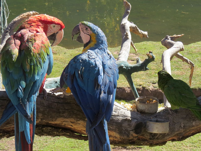 �x�j�R���S�E�C���R,�@ Ara chloropterus