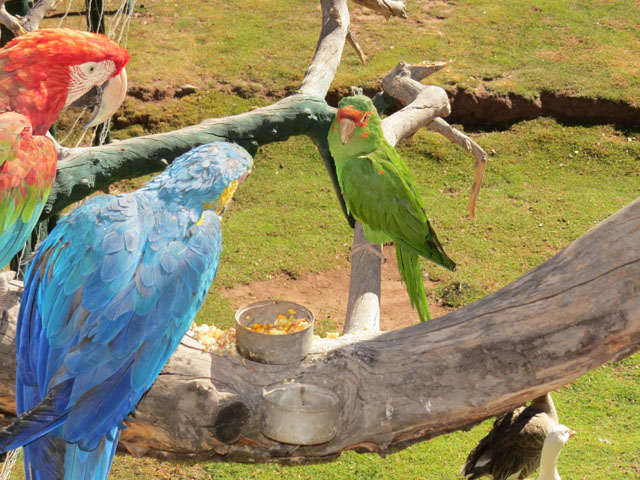 ベニコンゴウインコ, Ara chloropterus