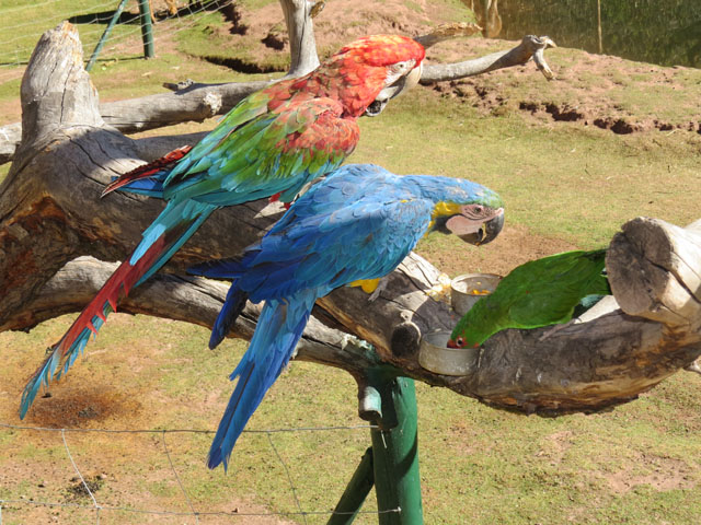 �x�j�R���S�E�C���R,�@ Ara chloropterus