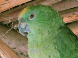 キビタイボウシインコ, Amazona ochrocephala