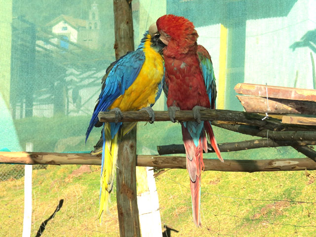 �����R���S�E�C���R, Ara ararauna