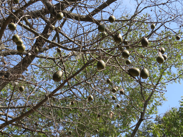 �g�b�N���L���^�̎�