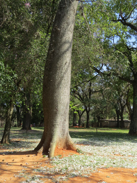 �g�b�N���L���^