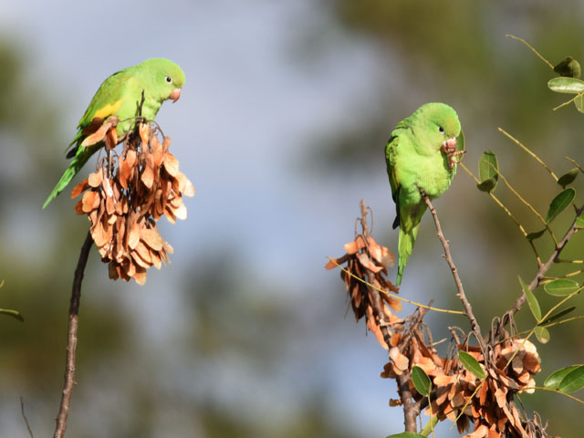 �L�J�^�C���R (Brotogeris chiriri)