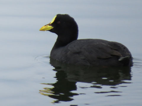 �n�W���I�I�o��, Fulica leucopter