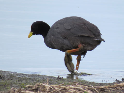 �n�W���I�I�o��, Fulica leucopter