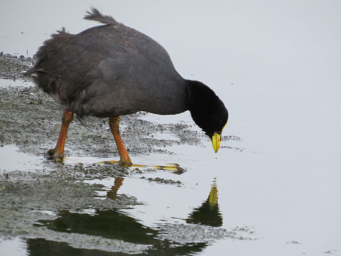 �n�W���I�I�o��, Fulica leucopter