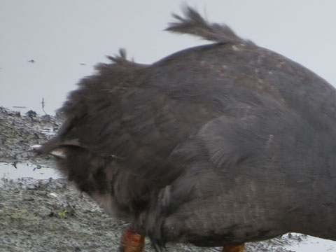 �n�W���I�I�o��, Fulica leucopter