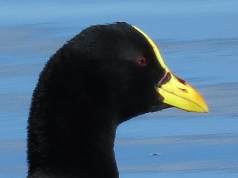 �n�W���I�I�o��, Fulica leucopter