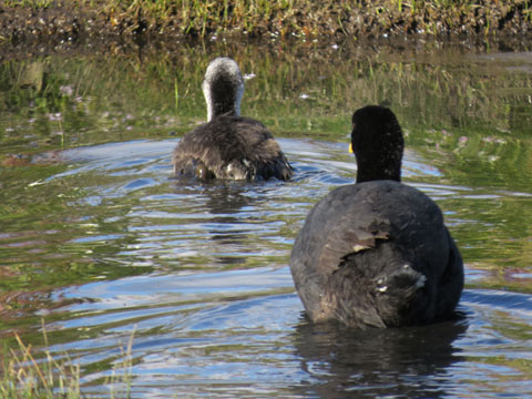 �n�W���I�I�o��, Fulica leucopter