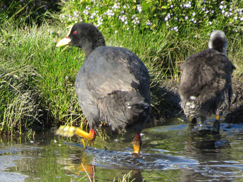 �n�W���I�I�o��, Fulica leucopter