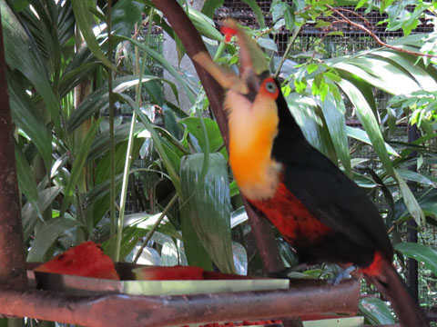 アオハシヒムネオオハシ, Ramphastos dicolorus