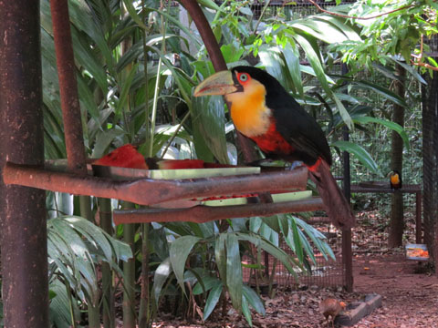 アオハシヒムネオオハシ