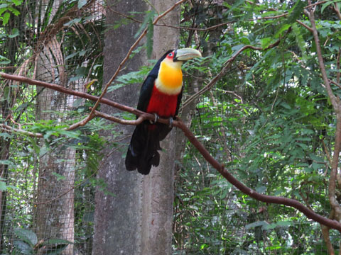 アオハシヒムネオオハシ