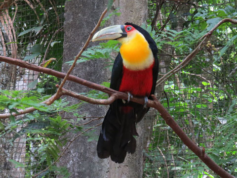 アオハシヒムネオオハシ