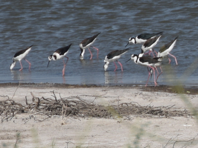 �i���x�C�Z�C�^�J�V�M (Himantopus melanurus)