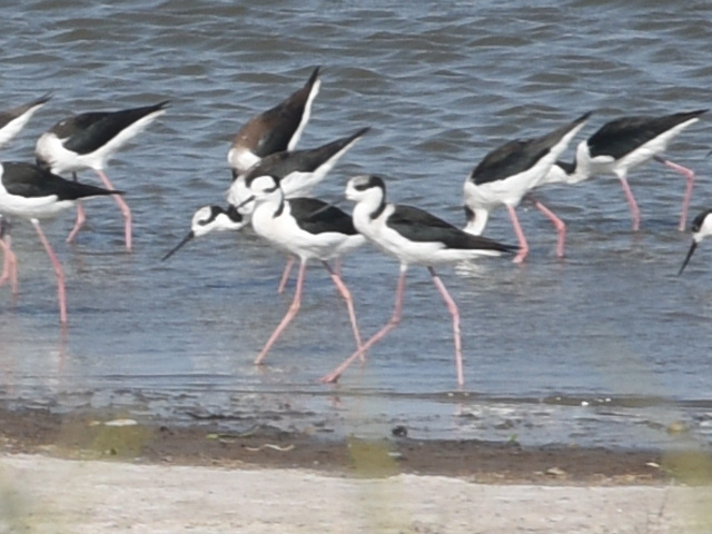 �i���x�C�Z�C�^�J�V�M (Himantopus melanurus)