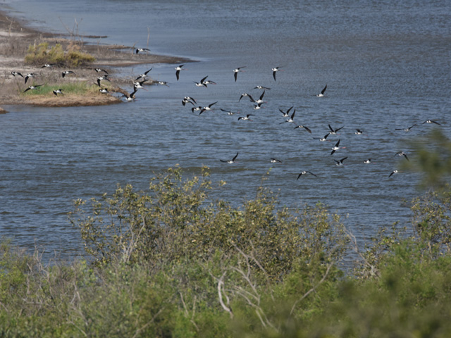 �i���x�C�Z�C�^�J�V�M (Himantopus melanurus)