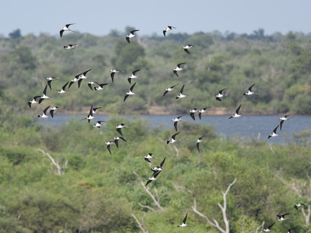 �i���x�C�Z�C�^�J�V�M (Himantopus melanurus)