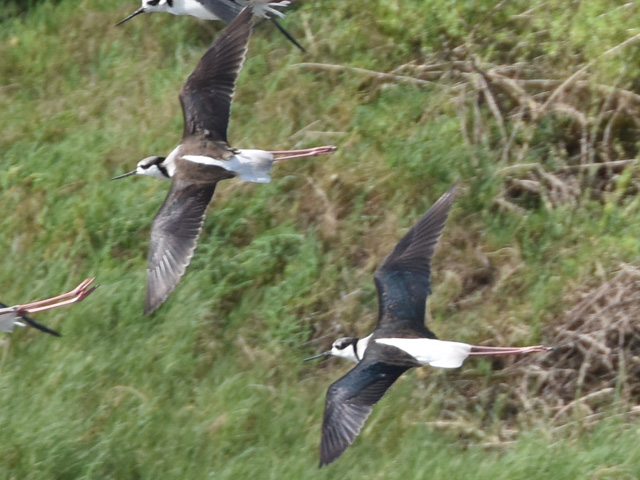 �i���x�C�Z�C�^�J�V�M (Himantopus melanurus)