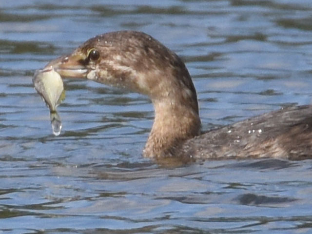 �I�r�n�V�J�C�c�u�� (Podilymbus podiceps)