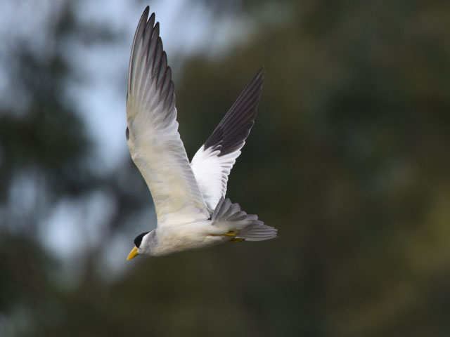 �I�I�n�V�A�W�T�V (Phaetusa simplex)