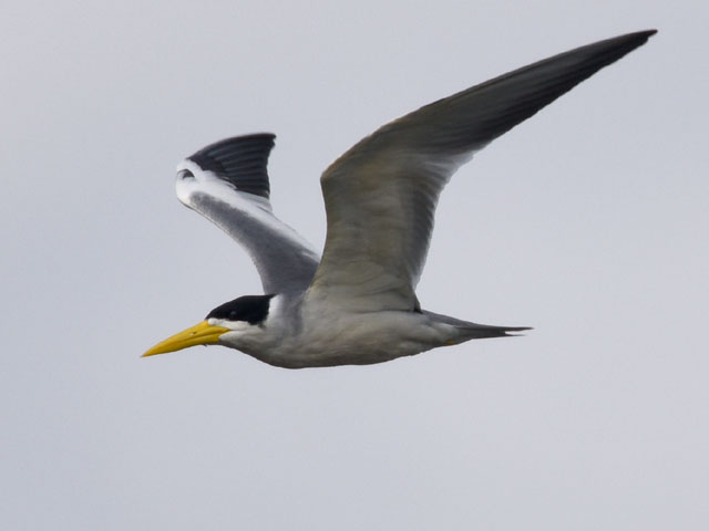 �I�I�n�V�A�W�T�V (Phaetusa simplex)