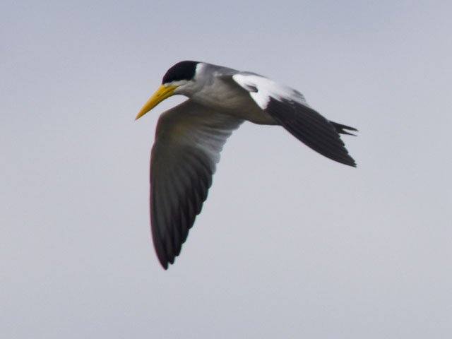 �I�I�n�V�A�W�T�V (Phaetusa simplex)