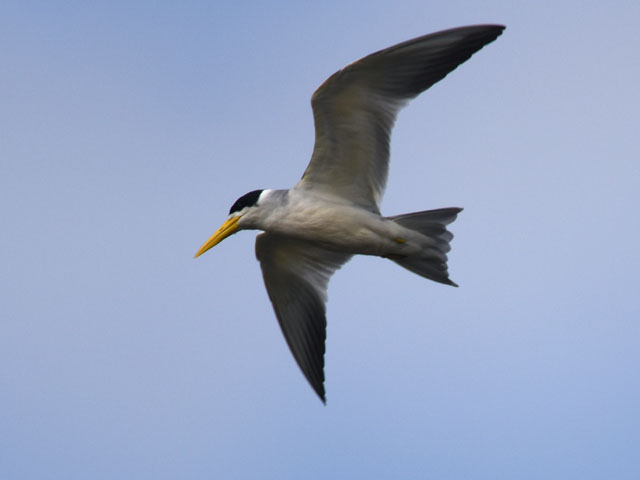 �I�I�n�V�A�W�T�V (Phaetusa simplex)