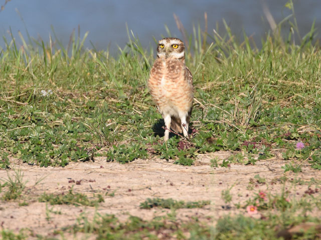�A�i�z���t�N���E (Athene cunicularia)